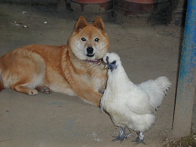 ǂ
